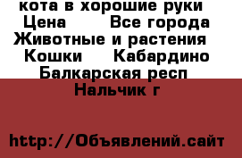 кота в хорошие руки › Цена ­ 0 - Все города Животные и растения » Кошки   . Кабардино-Балкарская респ.,Нальчик г.